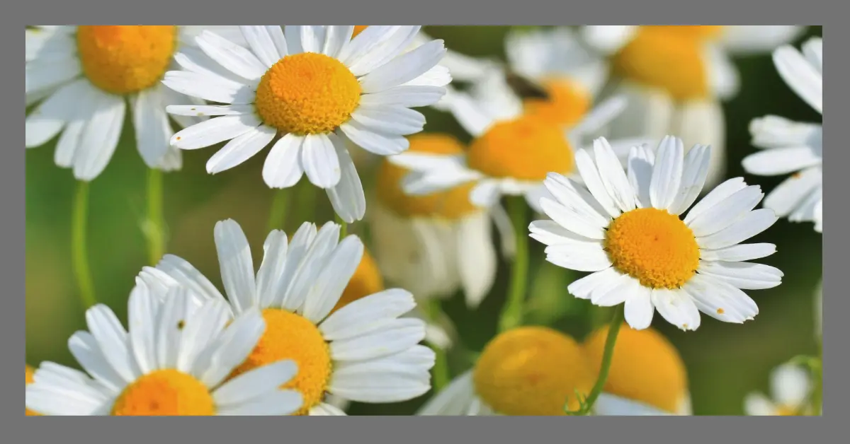 You are currently viewing Discover How Chamomile Plant Can Banish Stress, Anxiety, and Improve Digestion – You Won’t Believe the Benefits!”