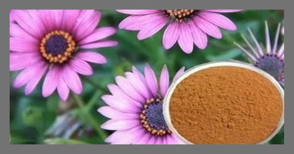 You are currently viewing Echinacea for Immune System: The Ultimate Solution for Cold Prevention