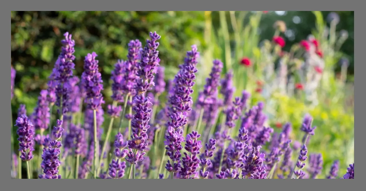 You are currently viewing Lavender (Lavandula angustifolia): The Ultimate Natural Remedy for Anxiety, Sleep, and Stress Relief