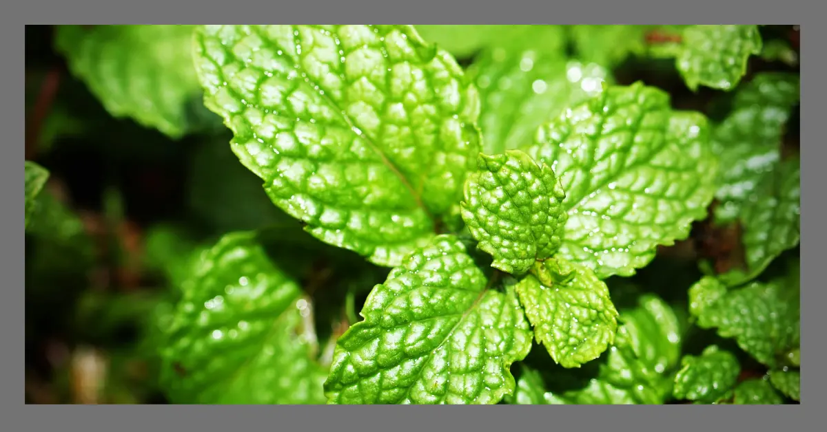 You are currently viewing Peppermint Mentha piperita: Nature’s Remedy for Digestive Issues, Headaches, and More
