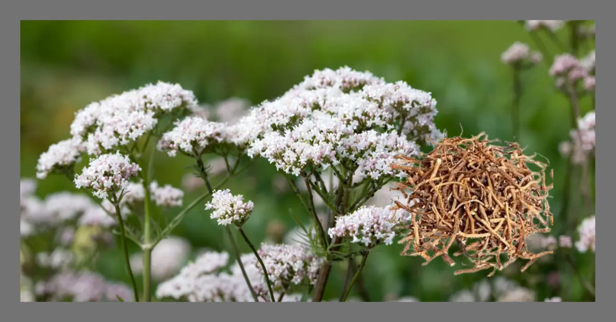 You are currently viewing Valerian Root: The Natural Remedy You Need for Insomnia and Anxiety