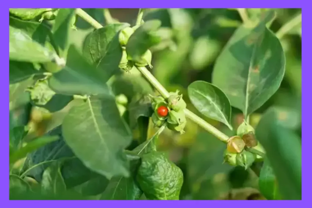 ashwaganda plant