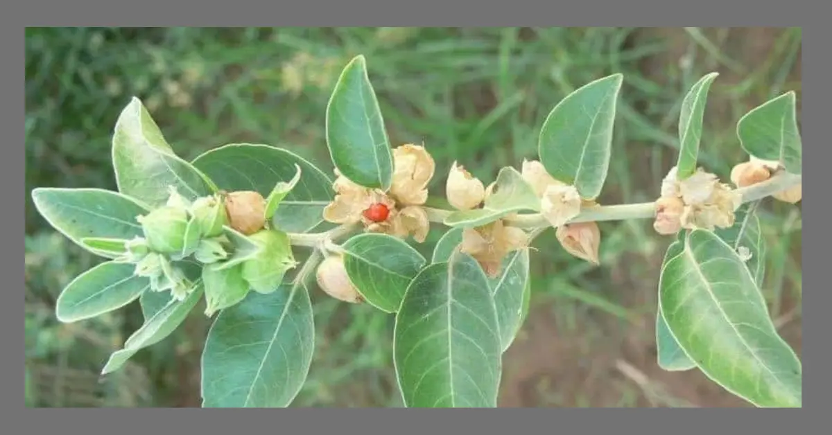 You are currently viewing “Ashwagandha: Discover the Secret to Stress-Free Living and Boost Your Health!”