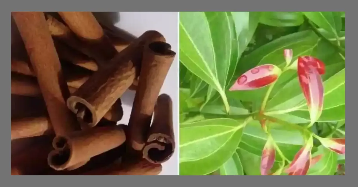 You are currently viewing You Won’t Believe How Cinnamon Can Transform Your Health! Discover the Surprising Benefits!