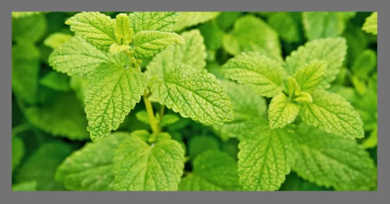 Lemon Balm Benefits