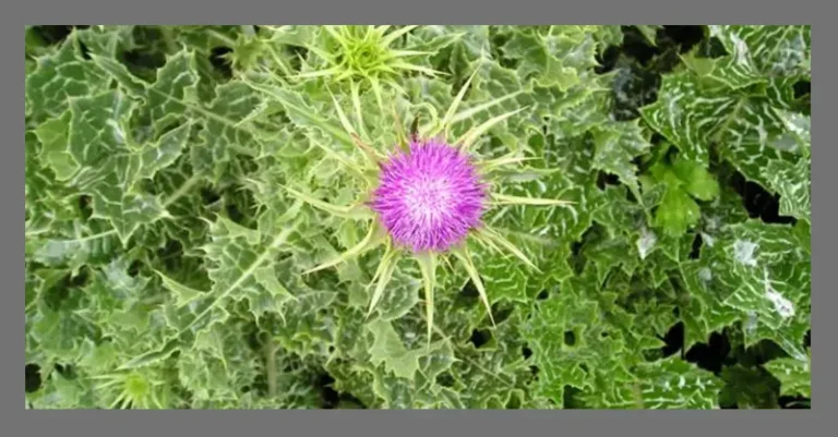 milk thistle benefits to support liver function